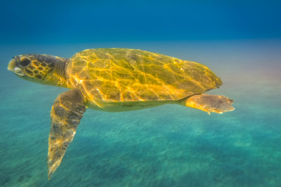 Zakynthos: Guided Boat Cruise to Turtle Island & Keri Caves - Customer Reviews