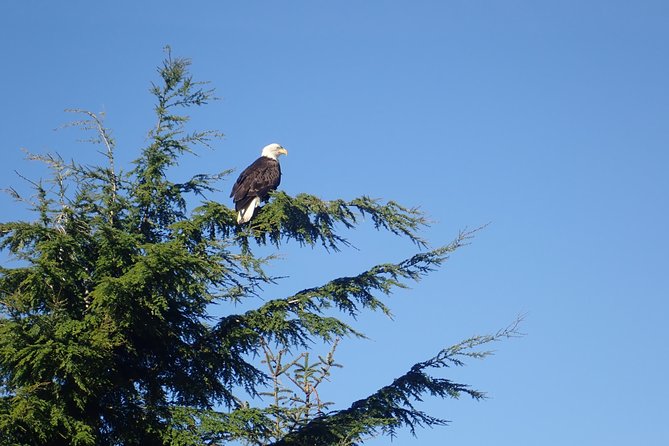 2 Hour Alaska Rainforest Walk and Totem Park Small Group Tour - Additional Information