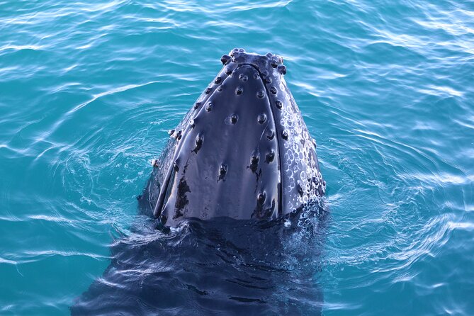 AOC Whale Watching From Broome - Tour Logistics and Details