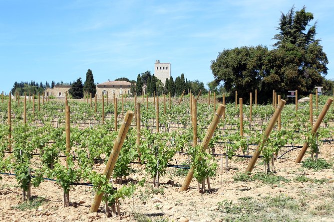 Avignons History, Local Culture & the Wines of Châteauneuf Du Pape Private Tour - Transportation Details