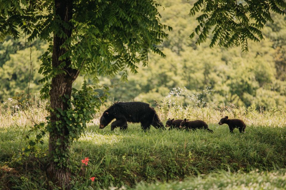 Banff: Highlights and Wildlife Group Tour - Important Information