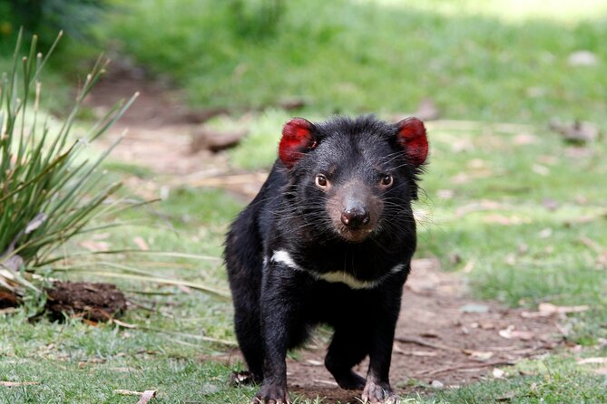 Bonorong Wildlife Park and Richmond Afternoon Tour From Hobart - Real Traveler Reviews and Ratings