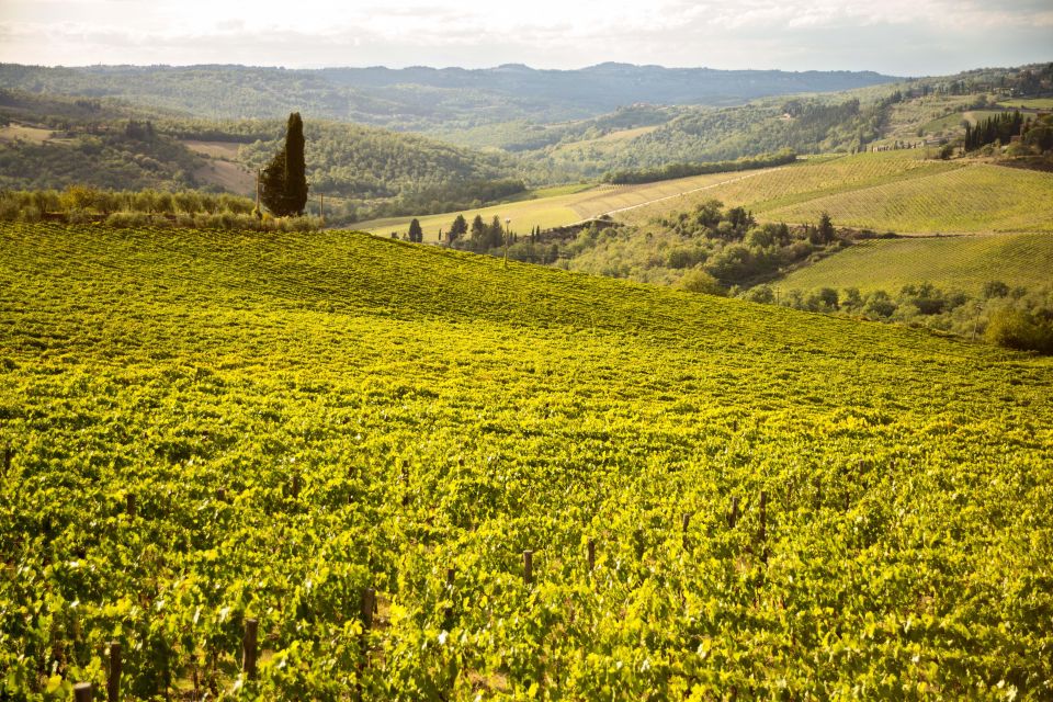 Chianti Classico and Super Tuscan Wine Tour - Booking and Restrictions