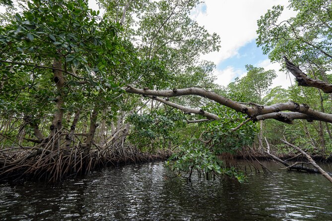 Clear Kayak Tour in North Miami Beach - Mangrove Tunnels - Guide Experience
