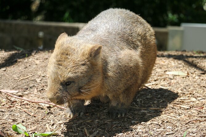 Cleland Wildlife Park Experience - From Adelaide Including Mt Lofty Summit - Reviews From Satisfied Travelers