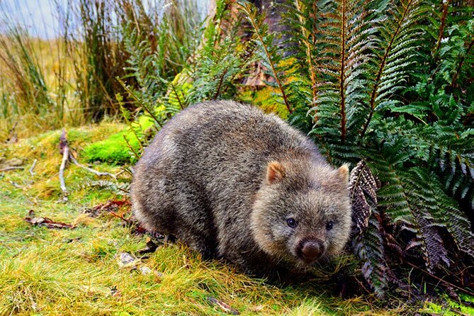 Cradle Mountain National Park Day Tour From Launceston - Discovering Local Delights and Attractions