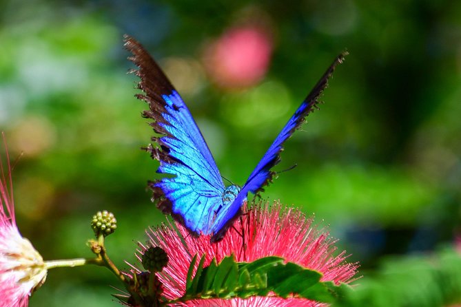 Day Tour to Paronella Park, Lake Barrine and Millaa Millaa Falls - What to Expect on Tour