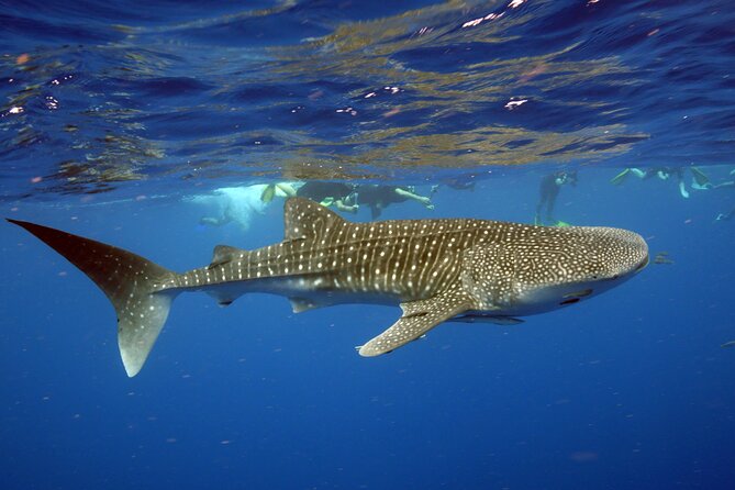 Deluxe Mega Fauna Humpback or Whaleshark Swim Ningaloo Reef - Essential Tour Information