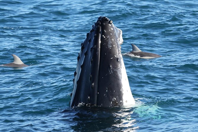 Dolphin & Whale Cruise - Pricing and Special Offers