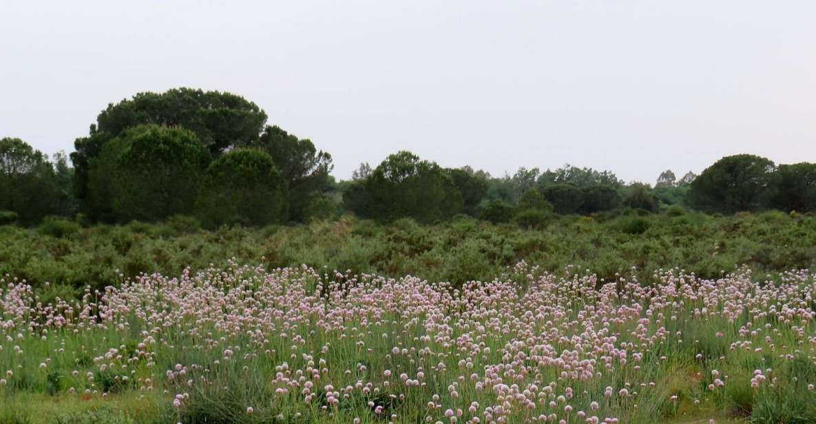 Doñana National Park: 2-Day Tour From Seville - Traveler Reviews