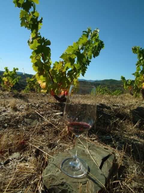 Falset: Guided Wine Tour to the Priorat by a Local - Background