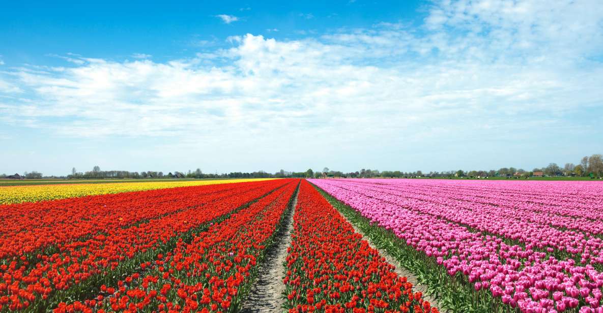 From Amsterdam: Tulip Fields of Holland Tour - Meeting Point Details
