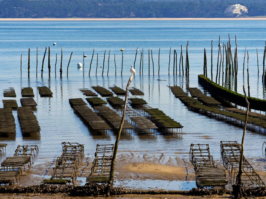 From Bordeaux: Arcachon and Pilat Dune Private Tour - Traveler Testimonials