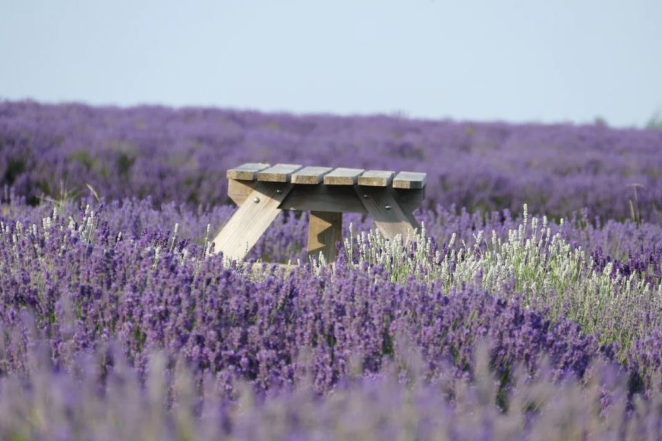 From London: Cotswolds, Country Pub Lunch & Lavender Fields - Important Information