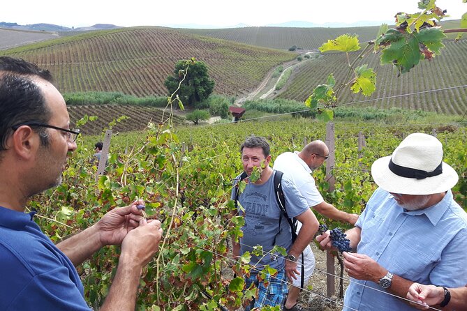 Full-Day Wine Tour in Western Sicily - Customer Reviews and Ratings