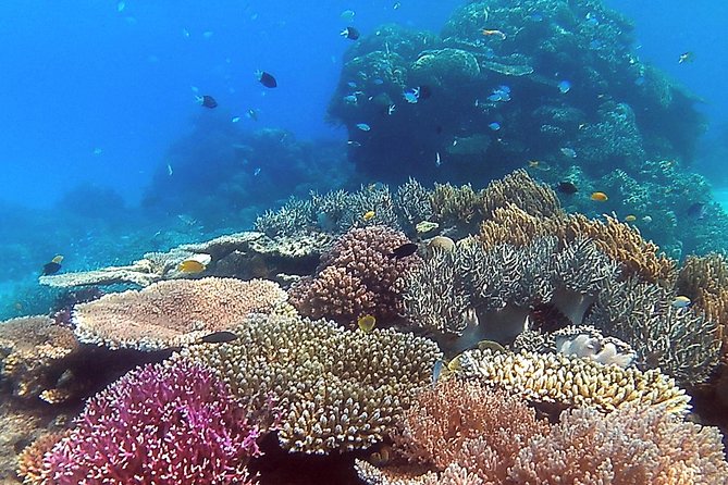 Great Barrier Reef Dive and Snorkel Cruise From Mission Beach - Important Safety Information