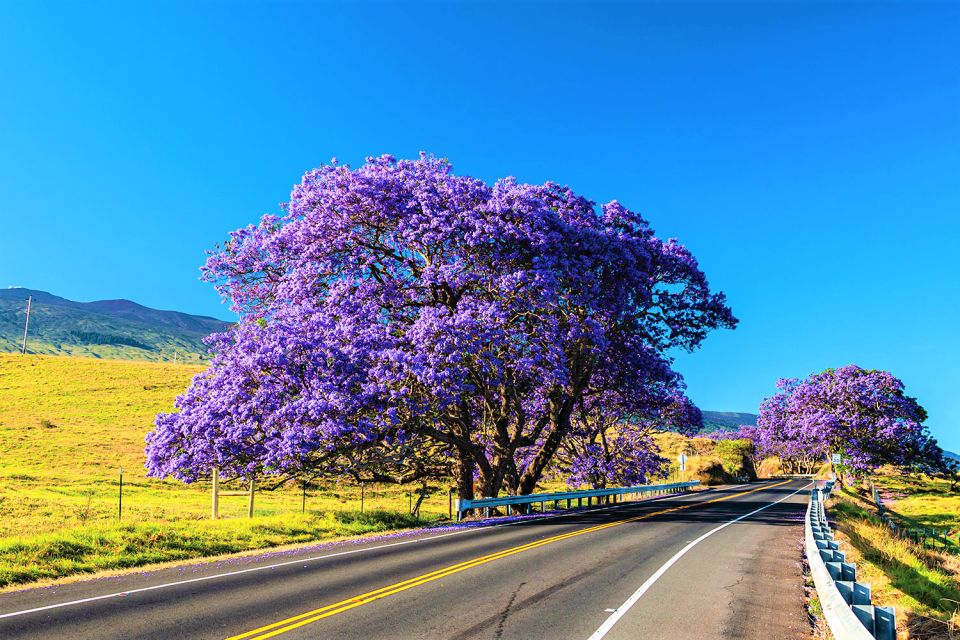 Haleakala Guided Bike Tour With Bike Maui (Daytime) - Customer Reviews and Testimonials