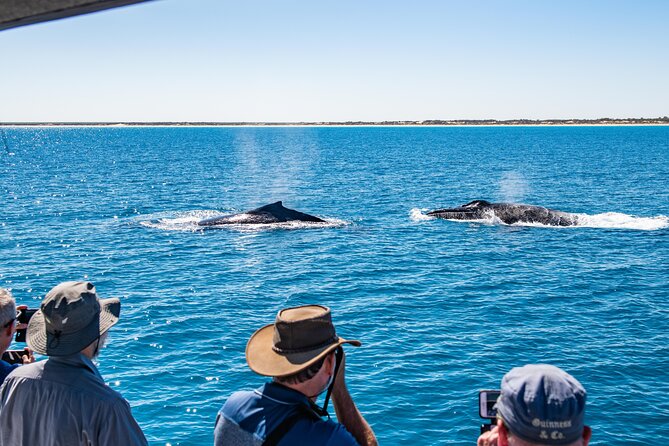 Half-Day Whale Watching Sunset Cruise From Broome - Meeting Point and Pickup