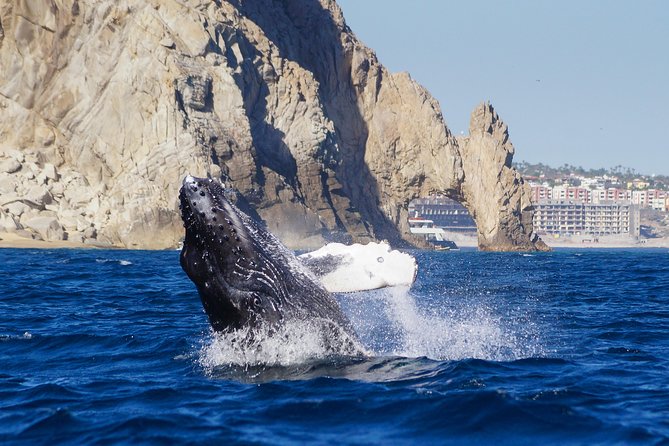 Humpback Whale Watching in Cabo San Lucas - Expertise of Guides