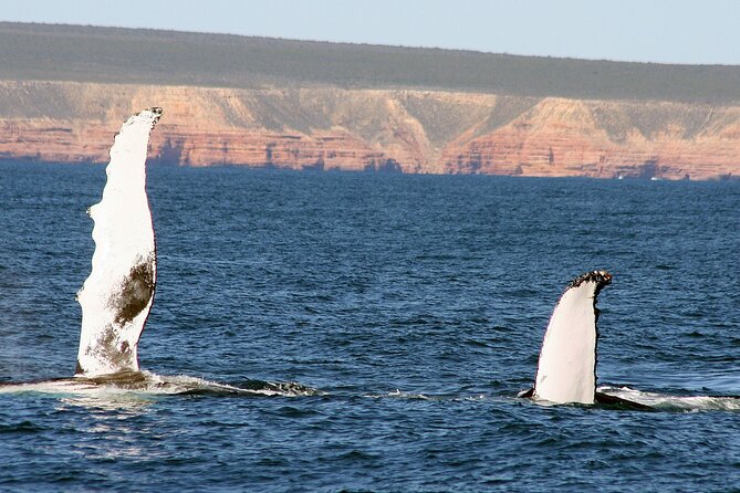 Kalbarri Whale Watching Tour Guided - What to Bring and Wear