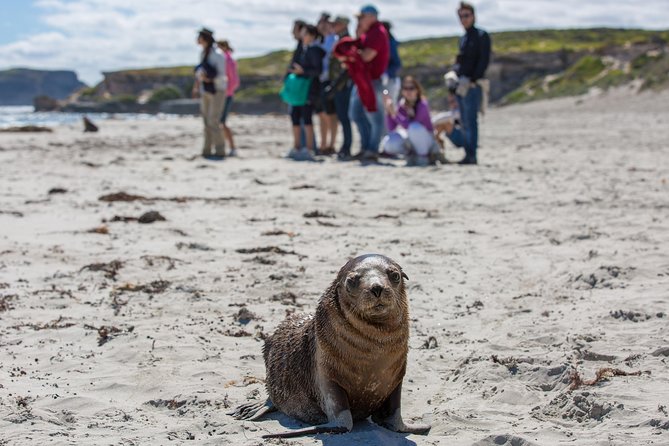 Kangaroo Island in a Day Tour From Adelaide - Planning and Booking Essentials