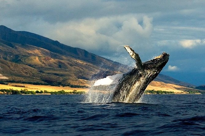 Kauais Ultimate SOUTH SIDE Whale & Dolphin Zodiac Boat Adventure - Booking Confirmation