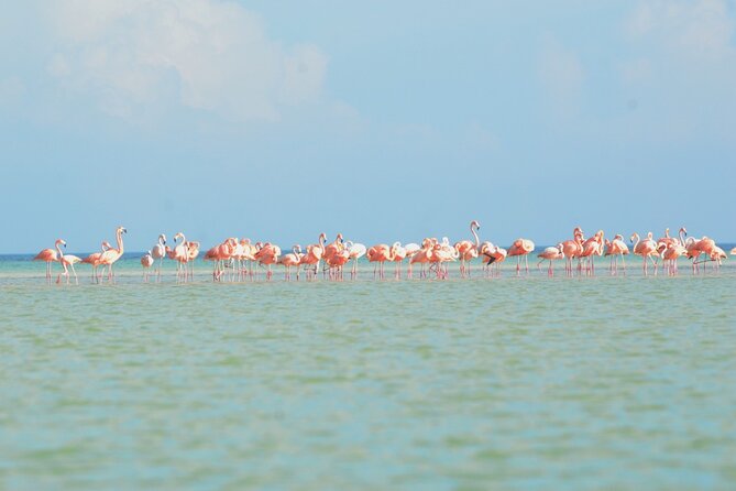 Kayaking Tour Through the Mangroves in Isla Holbox - Customer Recommendations and Tips