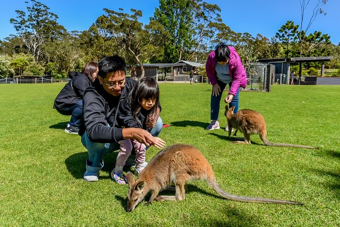 Late Start Blue Mountains Nature, Waterfalls, Koalas Small Group - Behind-the-Scenes Access