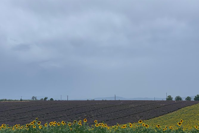 Lavender Fields Visit With Private Transportation  - Marseille - Traveler Reviews and Feedback