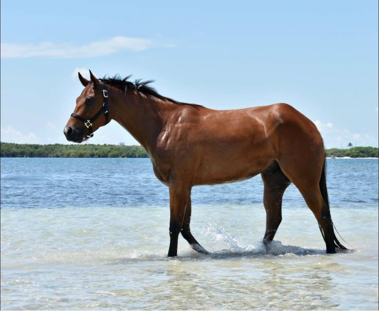 Miami: Beach Horse Ride & Nature Trail - Live Tour Guides
