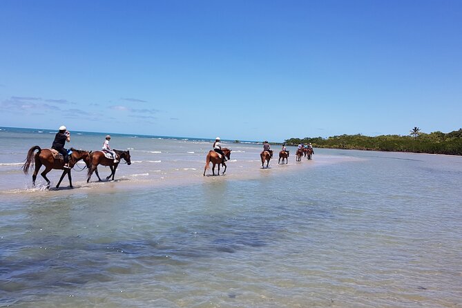 Mid-Morning Beach Horse Ride in Cape Tribulation - Reviews From Previous Riders