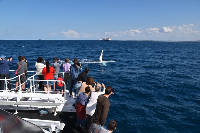 Mooloolaba Whale Watching Cruise - Important Tour Information