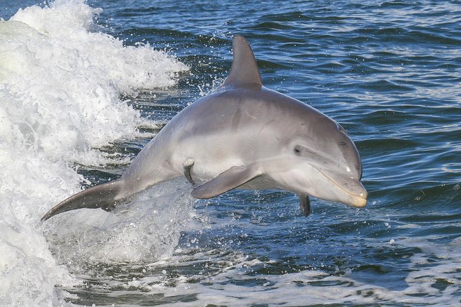 Noosa Oceanrider Scenic Dolphin Safari - Dolphin Safari Highlights