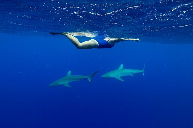 Oahu: Haleiwa Swimming With Sharks Cage-Free Experience - Customer Reviews and Feedback