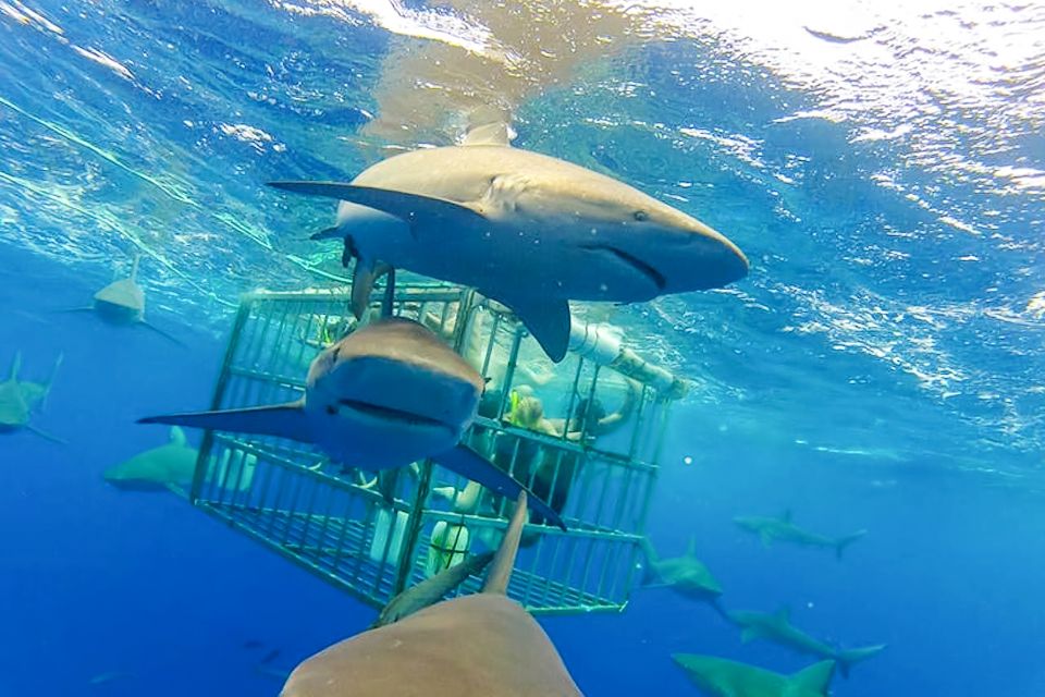 Oahu: Shark Cage Dive on the North Shore - Pricing Information