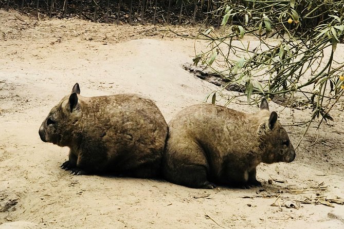 Phillip Island Penguin Parade, Brighton Bathing Boxes and Wildlife Park Tour - Booking and Refund Details