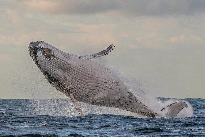 Port Stephens 3 Hour Whale and Dolphin Watch Cruise - Cancellation and Refund Policy