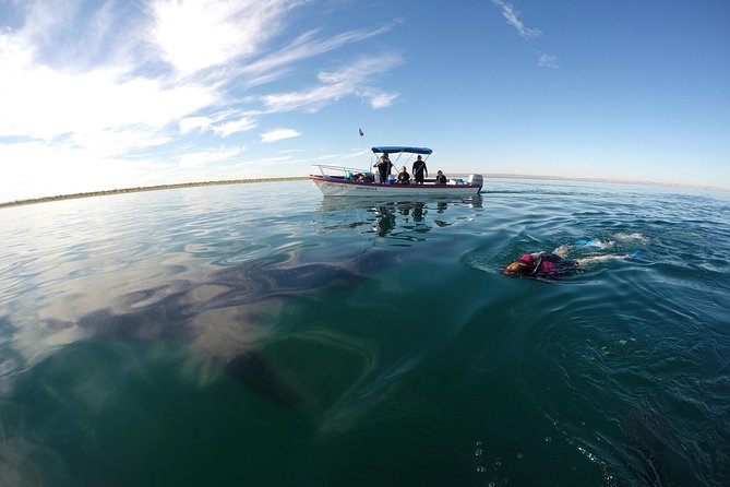 Reduced Group Whale Shark Tour - Common questions