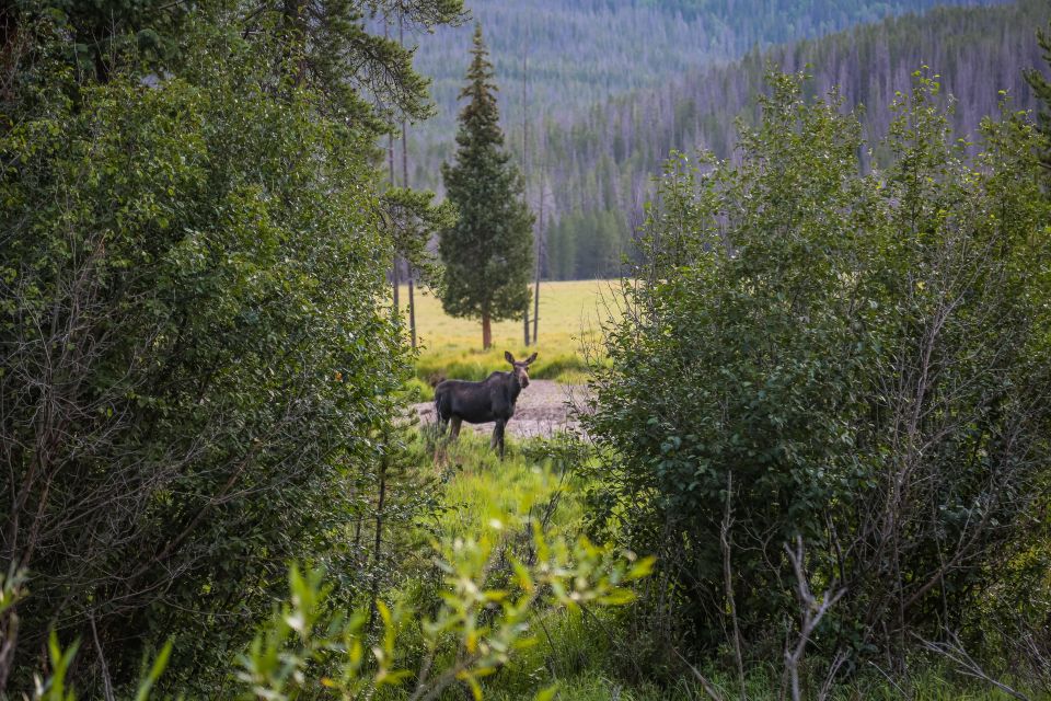 Rocky Mountain: Private Guided Day Tour From Denver/Boulder - Wildlife Spotting