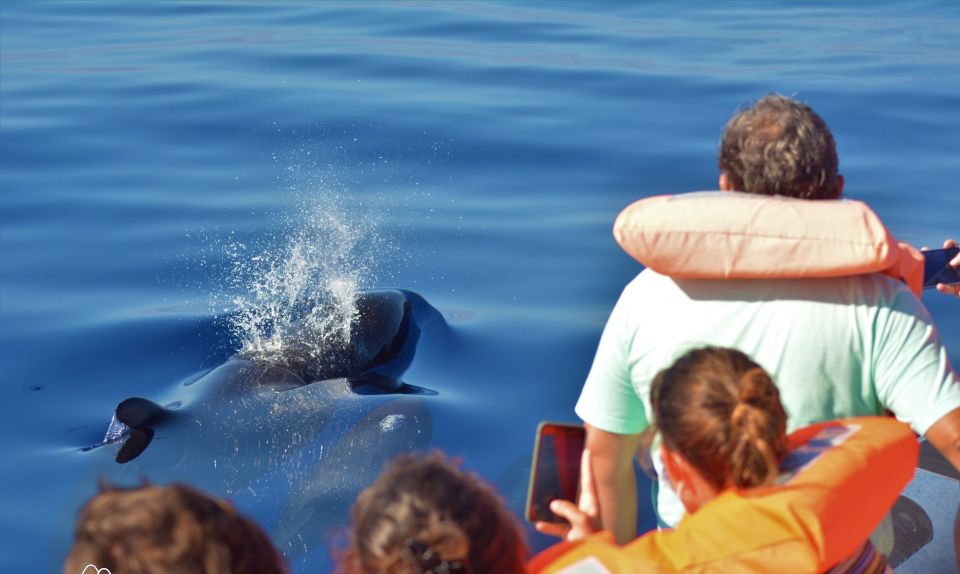 São Miguel: Wild Swimming With Dolphins - Reservation Details