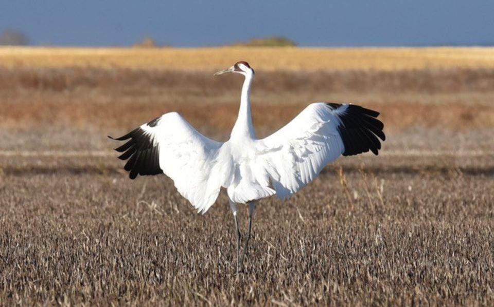 Saskatoon, Canada: 8-Hour Tour to View Whooping Cranes - Common questions