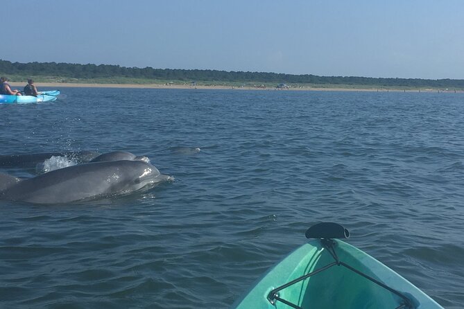 Small Group Dolphin Kayak Eco-Tour - Common questions