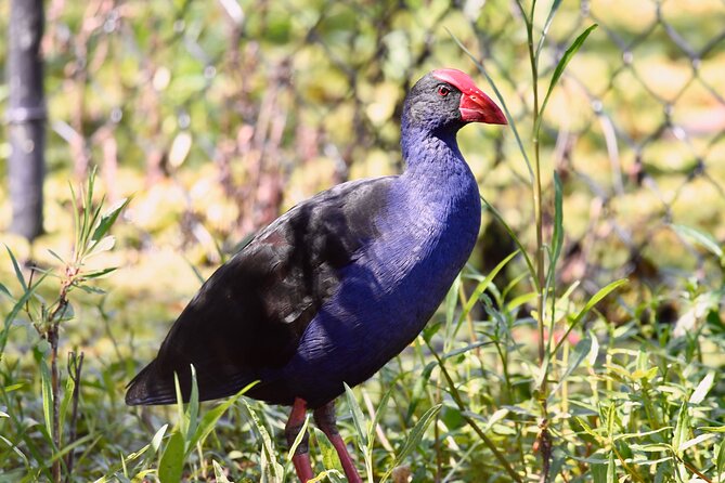 Small-Group Half-Day Birdwatching Tour in Sydney - Meeting Your Expert Guide