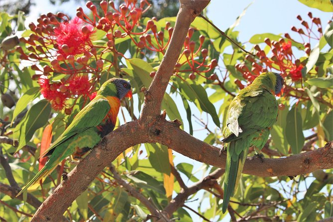 Sydney Harbour, Manly and Palm Beach, National Park Private Tour - Savor a Nutritious Lunch and Snacks