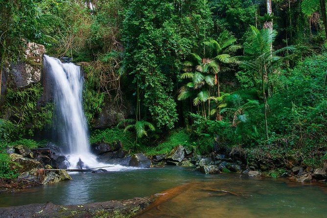 Tamborine Mountain Daily Service, Treetop Challenge and Thunderbird Park - Planning Your Tamborine Adventure