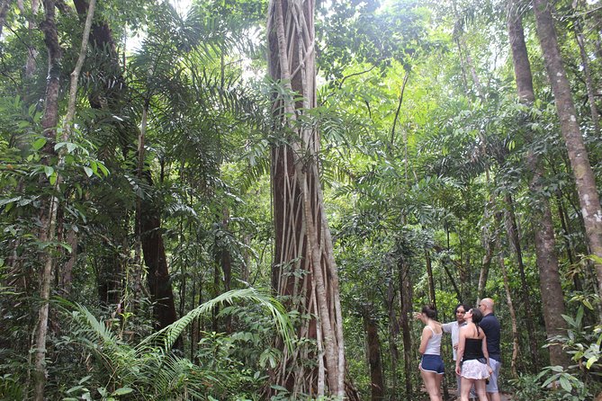 The Translated Text Is: "Walkabout Cultural Adventures - Our Ancestors' Country Half Day" - Unique Experience in the Daintree