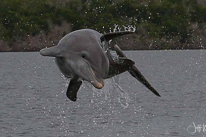 Two-Hour Everglades National Park Dolphin, Birding and Wildlife Boat Tour - Accessibility Notes