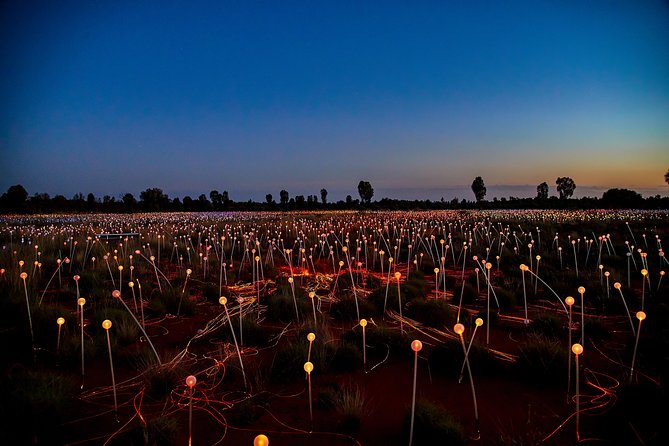 Uluru (Ayers Rock) Field of Light Sunrise Tour - Reviews From Past Travelers