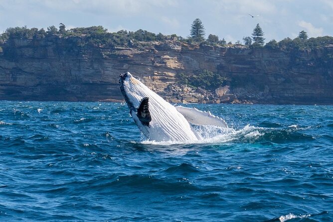 Whale Watching Boat Trip in Sydney - Guaranteeing Whale Sightings