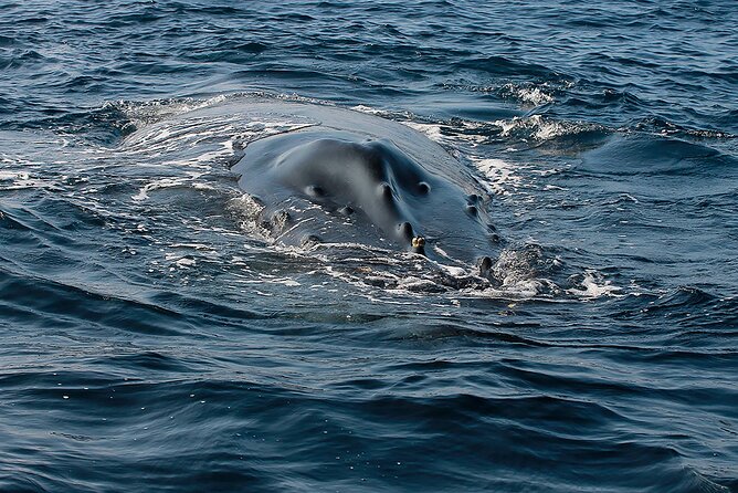 Whale Watching Guaranteed Experience in Puerto Vallarta - Common questions